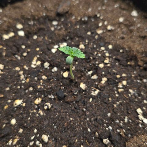 Purple Queen 🟣 [TOPPING + LST EXPERIMENT] growlog timeline photo