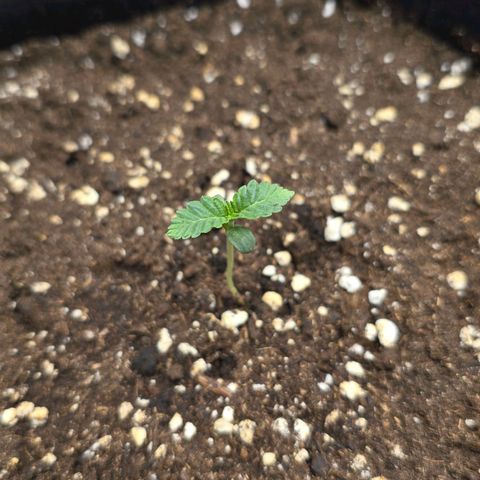 Purple Queen 🟣 [TOPPING + LST EXPERIMENT] growlog timeline photo