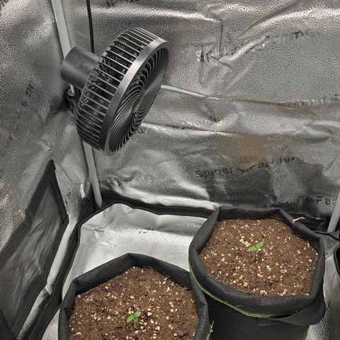 Purple Queen 🟣 [TOPPING + LST EXPERIMENT] growlog timeline photo