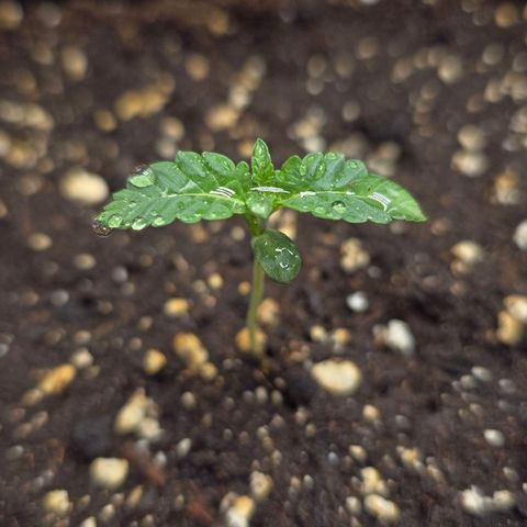 Purple Queen 🟣 [TOPPING + LST EXPERIMENT] growlog timeline photo