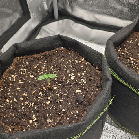 Purple Queen 🟣 [TOPPING + LST EXPERIMENT] growlog timeline photo