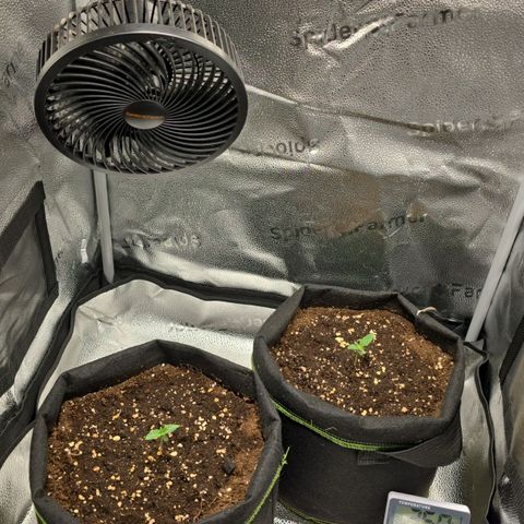 Purple Queen 🟣 [TOPPING + LST EXPERIMENT] growlog timeline photo