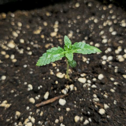 Purple Queen 🟣 [TOPPING + LST EXPERIMENT] growlog timeline photo