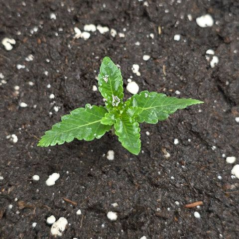 Purple Queen 🟣 [TOPPING + LST EXPERIMENT] growlog timeline photo