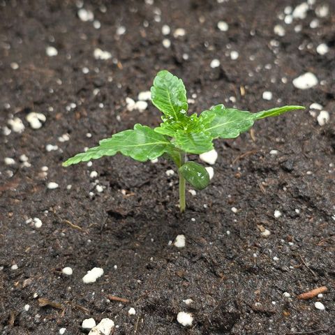 Purple Queen 🟣 [TOPPING + LST EXPERIMENT] growlog timeline photo