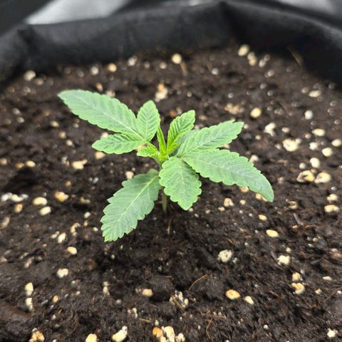 Purple Queen 🟣 [TOPPING + LST EXPERIMENT] growlog timeline photo
