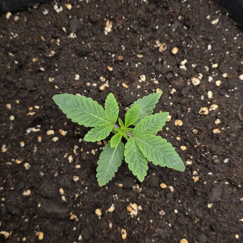 Purple Queen 🟣 [TOPPING + LST EXPERIMENT] growlog timeline photo