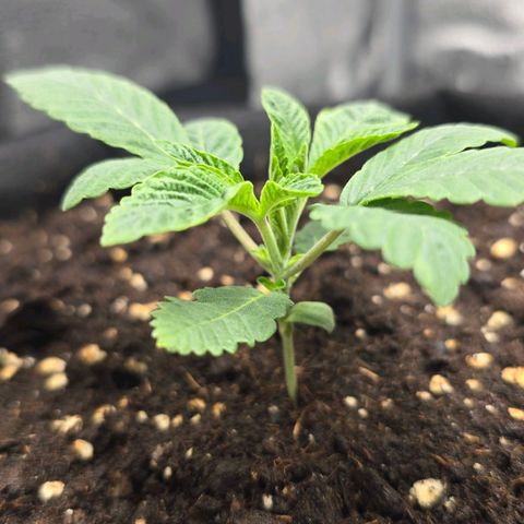 Purple Queen 🟣 [TOPPING + LST EXPERIMENT] growlog timeline photo