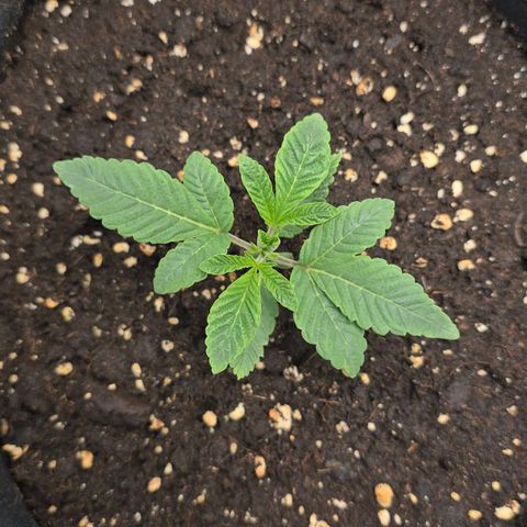 Purple Queen 🟣 [TOPPING + LST EXPERIMENT] growlog timeline photo