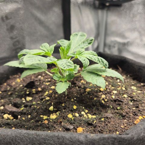 Purple Queen 🟣 [TOPPING + LST EXPERIMENT] growlog timeline photo