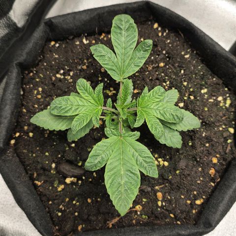 Purple Queen 🟣 [TOPPING + LST EXPERIMENT] growlog timeline photo