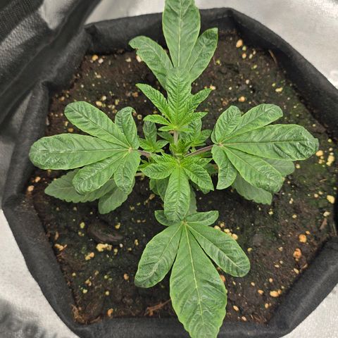 Purple Queen 🟣 [TOPPING + LST EXPERIMENT] growlog timeline photo