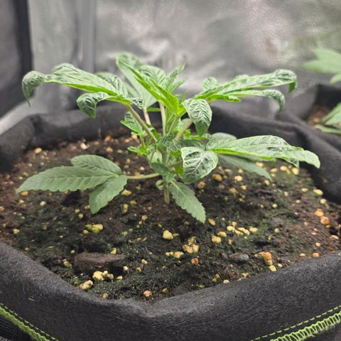 Purple Queen 🟣 [TOPPING + LST EXPERIMENT] growlog timeline photo