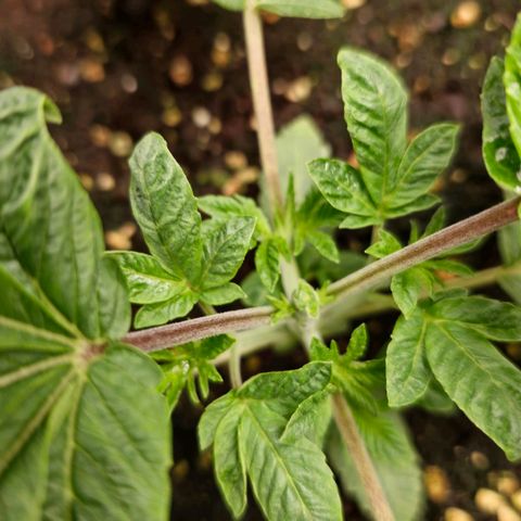 Purple Queen 🟣 [TOPPING + LST EXPERIMENT] growlog timeline photo