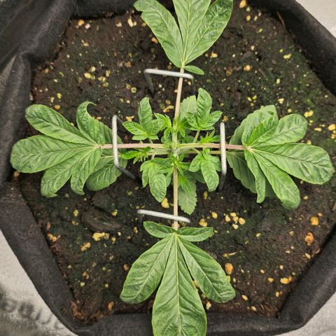 Purple Queen 🟣 [TOPPING + LST EXPERIMENT] growlog timeline photo