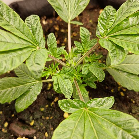Purple Queen 🟣 [TOPPING + LST EXPERIMENT] growlog timeline photo
