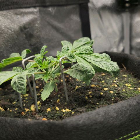 Purple Queen 🟣 [TOPPING + LST EXPERIMENT] growlog timeline photo
