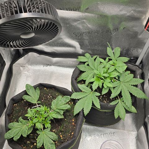 Purple Queen 🟣 [TOPPING + LST EXPERIMENT] growlog timeline photo