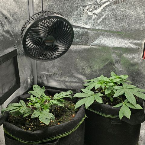 Purple Queen 🟣 [TOPPING + LST EXPERIMENT] growlog timeline photo