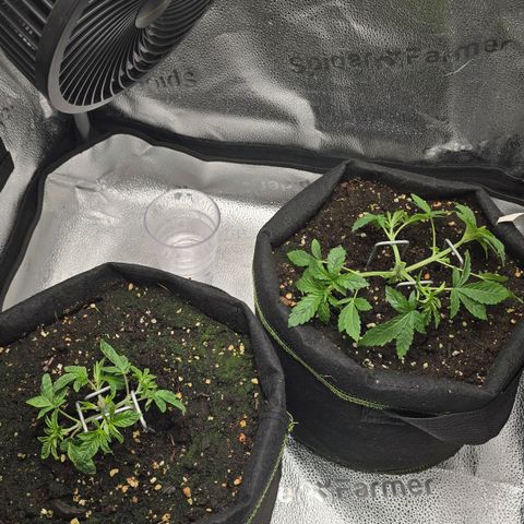 Purple Queen 🟣 [TOPPING + LST EXPERIMENT] growlog timeline photo