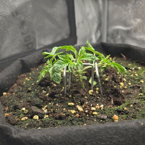 Purple Queen 🟣 [TOPPING + LST EXPERIMENT] growlog timeline photo