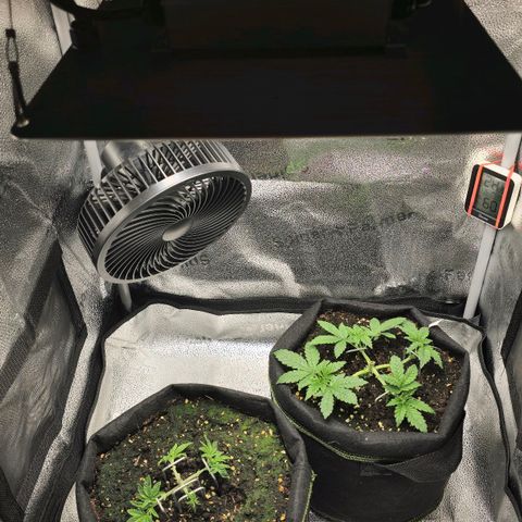 Purple Queen 🟣 [TOPPING + LST EXPERIMENT] growlog timeline photo