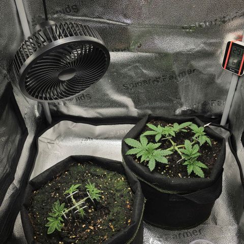 Purple Queen 🟣 [TOPPING + LST EXPERIMENT] growlog timeline photo