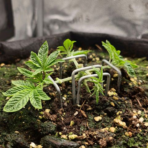 Purple Queen 🟣 [TOPPING + LST EXPERIMENT] growlog timeline photo