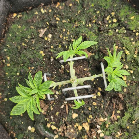 Purple Queen 🟣 [TOPPING + LST EXPERIMENT] growlog timeline photo