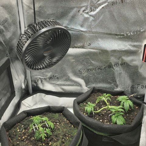 Purple Queen 🟣 [TOPPING + LST EXPERIMENT] growlog timeline photo