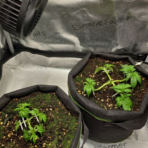 Purple Queen 🟣 [TOPPING + LST EXPERIMENT] growlog timeline photo