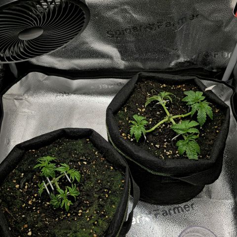 Purple Queen 🟣 [TOPPING + LST EXPERIMENT] growlog timeline photo