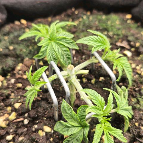 Purple Queen 🟣 [TOPPING + LST EXPERIMENT] growlog timeline photo