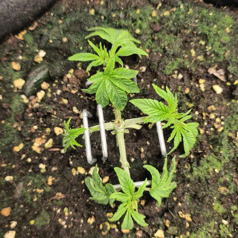 Purple Queen 🟣 [TOPPING + LST EXPERIMENT] growlog timeline photo