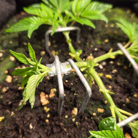 Purple Queen 🟣 [TOPPING + LST EXPERIMENT] growlog timeline photo