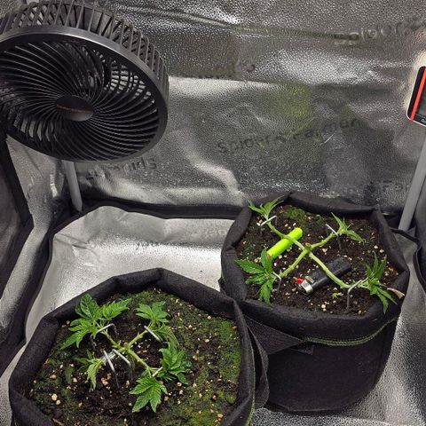 Purple Queen 🟣 [TOPPING + LST EXPERIMENT] growlog timeline photo