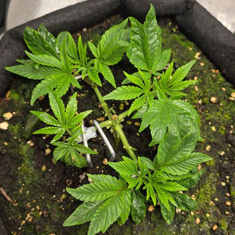 Purple Queen 🟣 [TOPPING + LST EXPERIMENT] growlog timeline photo