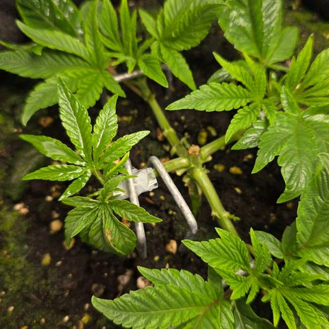 Purple Queen 🟣 [TOPPING + LST EXPERIMENT] growlog timeline photo