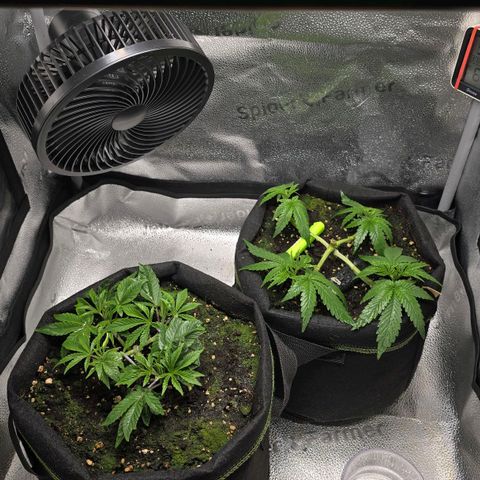 Purple Queen 🟣 [TOPPING + LST EXPERIMENT] growlog timeline photo