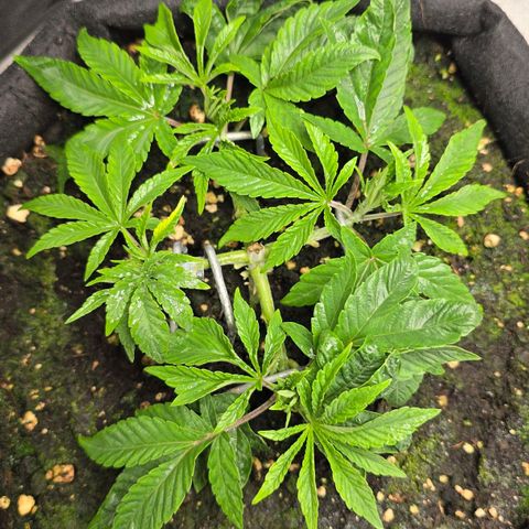 Purple Queen 🟣 [TOPPING + LST EXPERIMENT] growlog timeline photo