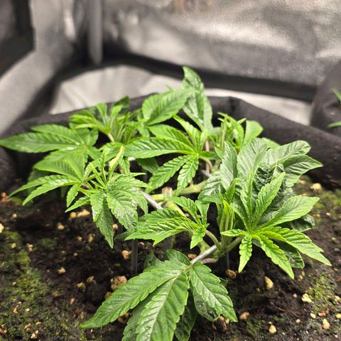 Purple Queen 🟣 [TOPPING + LST EXPERIMENT] growlog timeline photo