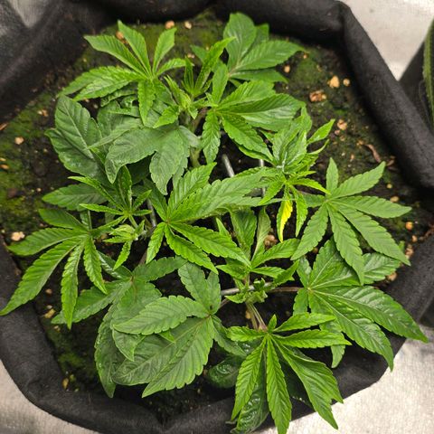 Purple Queen 🟣 [TOPPING + LST EXPERIMENT] growlog timeline photo