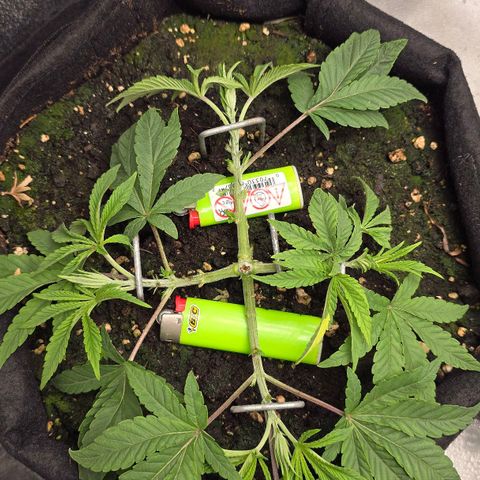 Purple Queen 🟣 [TOPPING + LST EXPERIMENT] growlog timeline photo
