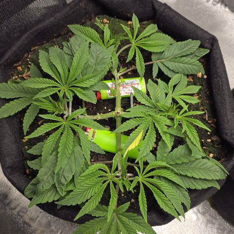 Purple Queen 🟣 [TOPPING + LST EXPERIMENT] growlog timeline photo