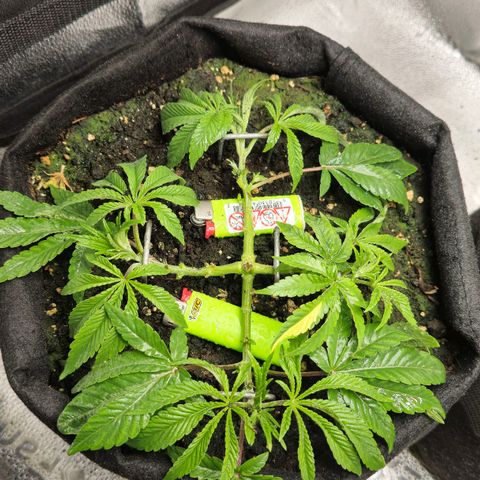 Purple Queen 🟣 [TOPPING + LST EXPERIMENT] growlog timeline photo