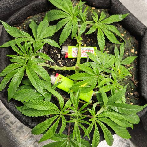 Purple Queen 🟣 [TOPPING + LST EXPERIMENT] growlog timeline photo