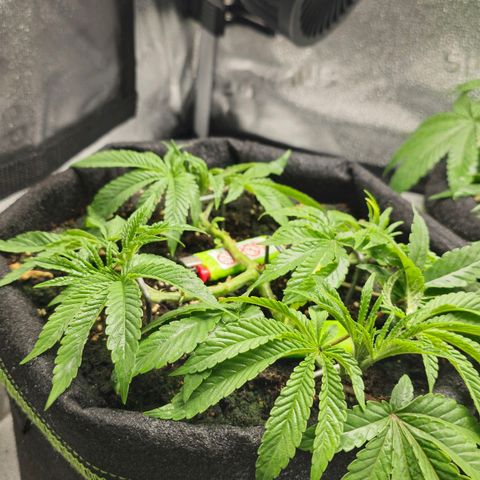 Purple Queen 🟣 [TOPPING + LST EXPERIMENT] growlog timeline photo