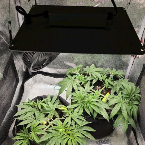 Purple Queen 🟣 [TOPPING + LST EXPERIMENT] growlog timeline photo
