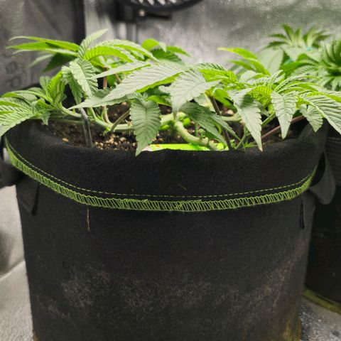 Purple Queen 🟣 [TOPPING + LST EXPERIMENT] growlog timeline photo