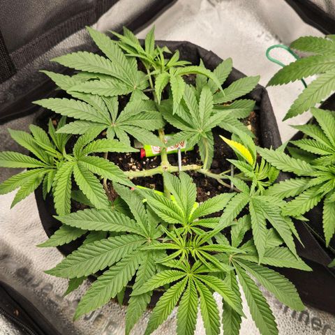 Purple Queen 🟣 [TOPPING + LST EXPERIMENT] growlog timeline photo